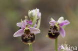 Hommelorchis (Ophrys holoserica