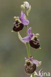 Late Spider Orchid (Ophrys holoserica