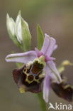 Hommelorchis (Ophrys holoserica