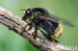 hoverfly (Criorhina ranunculi)