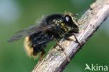 hoverfly (Criorhina ranunculi)