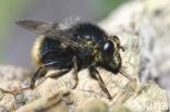 hoverfly (Criorhina ranunculi)