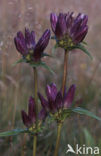 Pannonic Gentian (Gentiana pannonica)