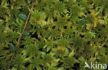 Hoogveenmos (Sphagnum magellanicum)