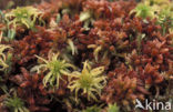 Hoogveenmos (Sphagnum magellanicum)