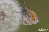 Hooibeestje (Coenonympha pamphilus)