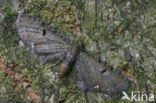 Hopdwergspanner (Eupithecia assimilata)
