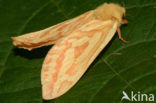 Ghost Moth (Hepialus humuli)