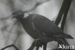 Wood Pigeon