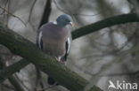 Houtduif (Columba palumbus)