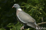 Houtduif (Columba palumbus)