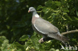 Wood Pigeon