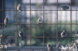 House Sparrow (Passer domesticus)