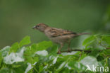 Huismus (Passer domesticus) 