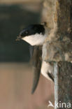 Common House-Martin (Delichon urbicum)