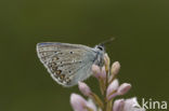 Icarusblauwtje (Polyommatus icarus)