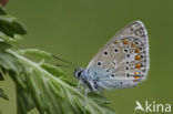 Icarusblauwtje (Polyommatus icarus)