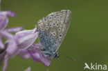 Common Blue (Polyommatus icarus)
