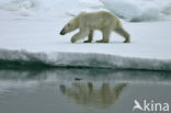 Polar bear (Ursus maritimus) 