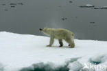 Polar bear (Ursus maritimus) 