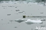 Polar bear (Ursus maritimus) 