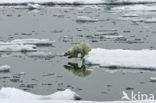 Polar bear (Ursus maritimus) 