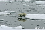 Polar bear (Ursus maritimus) 