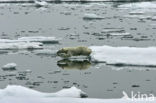 Polar bear (Ursus maritimus) 