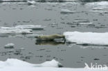 Polar bear (Ursus maritimus) 