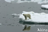 Polar bear (Ursus maritimus) 