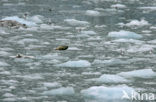 Polar bear (Ursus maritimus) 