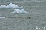 Polar bear (Ursus maritimus) 