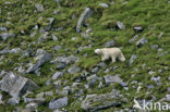 Polar bear (Ursus maritimus) 