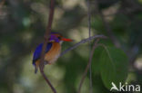 IJsvogel