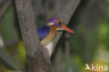 IJsvogel