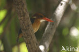 IJsvogel