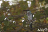 Blue-breasted Kingfisher (Halcyon malimbica)