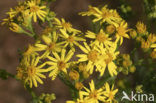 Common Ragwort (Jacobaea vulgaris)