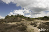 common juniper (Juniperus communis)