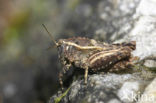 Kalkdoorntje (Tetrix tenuicornis)