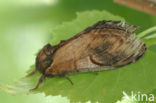 Pebble Prominent (Notodonta ziczac)