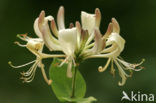 Kamperfoelie (Lonicera)