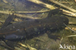 Great Crested Newt