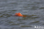 Common Carp (Cyprinus carpio) 