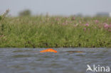 Common Carp (Cyprinus carpio) 