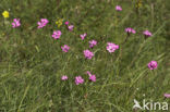 Karthuizer anjer (Dianthus carthusianorum) 