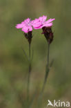 Karthuizer anjer (Dianthus carthusianorum) 