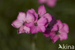 Karthuizer anjer (Dianthus carthusianorum) 