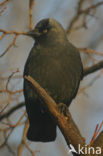 Eurasian Jackdaw (Corvus monedula)