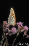 Keizersmantel (Argynnis paphia) 